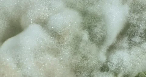 Hipper macro of mold on food, bread. Stock Footage 147384156