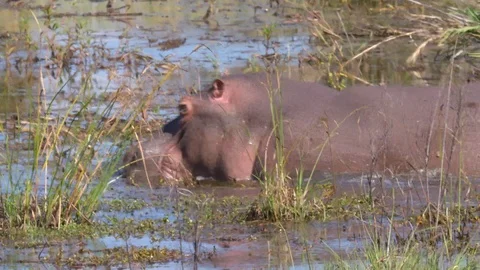Hippo 1 Stock Footage 120776880