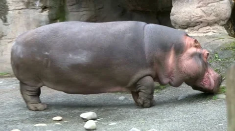 Hippo 2 Series Video stock 10579133