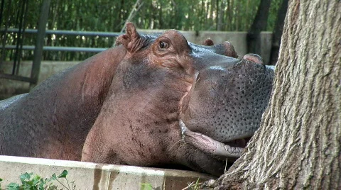 Hippo 3seg Stock Footage 81496
