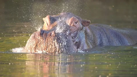 Hippo Aggression Stock Footage 285975733