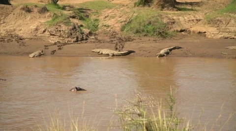 Hippo and Crocodiles in Slow Motion in Mara River in Maasai Mara, Kenya Stock Footage 40956085