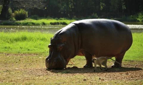 The hippo and the monkey Stock Photos