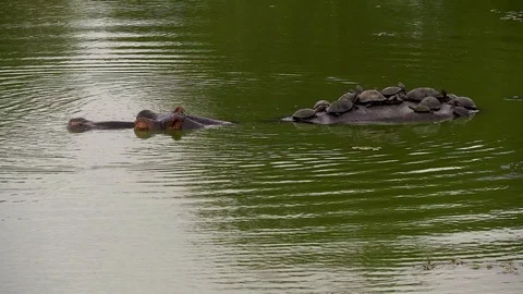 Hippo and turtles in waterhole Stock Footage 108494591