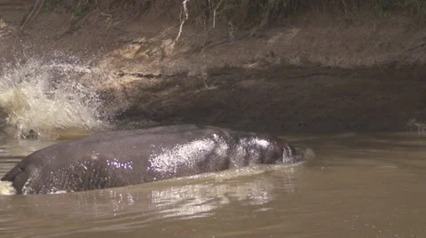 Hippo attacks a crocodile Stock Footage 33546619