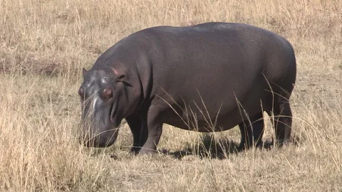A hippo basking in the sun Stock Footage 159639834