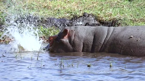 Hippo blows bubbles in Chobe River, Botswana, Africa. Stock Footage 44085497