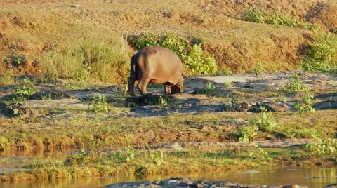 Hippo browsing at water hole Stock Footage 66606118