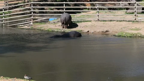 Hippo in captivity of a paddock in arid climate of Australian Western plains. Stock Footage 142332755