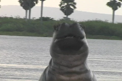 Hippo charge at sunset Stock Footage 570174