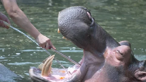 Hippo cleaning Teeth Stock Footage 155040627
