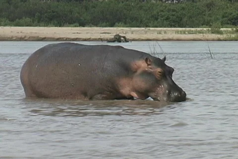 Hippo close to boat Vídeos de archivo 116203