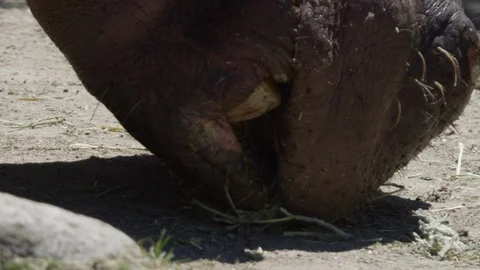 Hippo close up side profile jaw mouth Stock Footage 109507343
