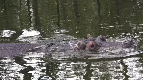 Hippo closeup 4K Video stock 84997705