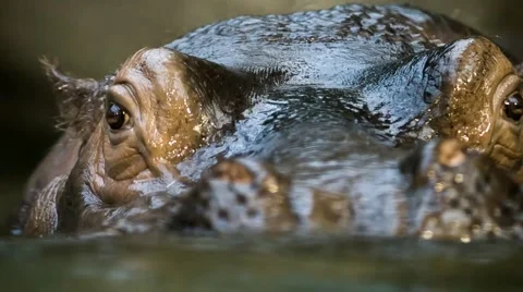 Hippo completely bathed in the river Vidéo 42942583