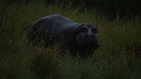 Hippo in the dark evening, Okavango delta in Botswana. Big animal in the nature  Stock Footage 223335971