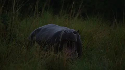Hippo in the dark evening, Okavango delta in Botswana. Big animal in the nature  Stock Footage 223336388