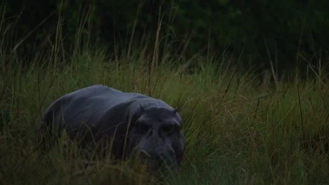 Hippo in the dark evening, Okavango delta in Botswana. Big animal in the nature  Stock Footage 223336394