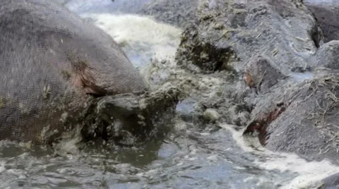 HIPPO DEFECATES ON HIPPO Video stock 48772367