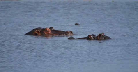Hippo Descends Stock Footage 60386600