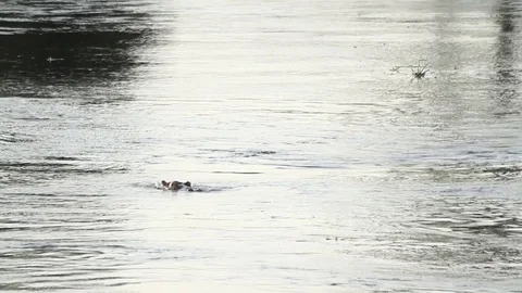 A hippo disappears back into the Nile River in Uganda. 動画素材 71778799