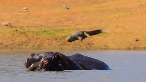Hippo display in front of crocodile Stock Footage 70674676