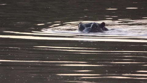 Hippo dissapears into the water Stock Footage 83838504