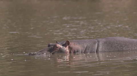 Hippo dives in Mara river Stock Footage 33546466
