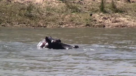 Hippo dives under close-up Stock Footage 2137920
