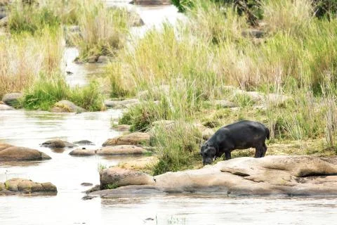 Hippo Drinking Out of River Stock Photos
