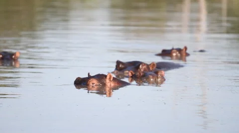 Hippo ear twirl Stock Footage 41639281