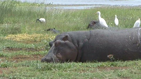 HIPPO EATING WITH BIRDS Stock Footage