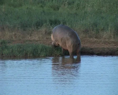 Hippo eating Video stock 559153