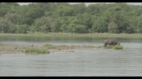 Hippo Eating Stock Footage 32167846