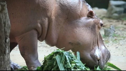 Hippo eating grass Video stock 7746996