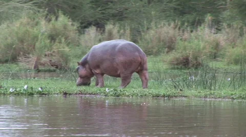 Hippo eating by river 스톡 동영상 117402