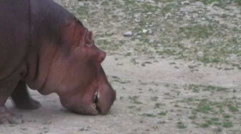 Hippo eating some grass Video stock 8574337