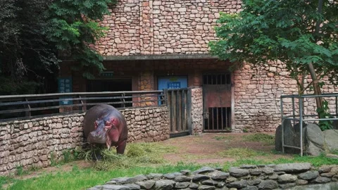 Hippo eating in Zoo Video stock 155678075