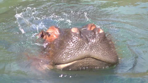 Hippo eats vegetables in slow motion 120fps Stock Footage 153408404
