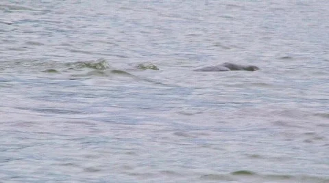 Hippo Emerging from River Stock Footage 688295