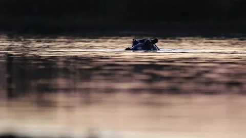 Hippo emerging from the water at sunset Stock Footage 156696414