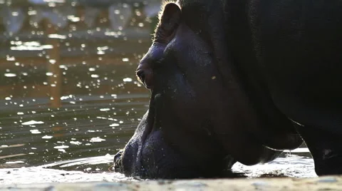 Hippo Entering The Water Pool Stock Footage