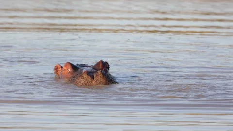 Hippo feeding on an impala Stock Footage 246422385