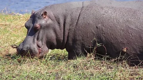 Hippo feeds in grass, Oxpecker cleans skin along Chobe River, Botswana, Africa. Stock Footage 44022690