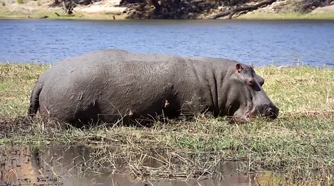 Hippo feeds in grass, Oxpecker cleans skin along Chobe River, Botswana, Africa. Stock Footage 44085575