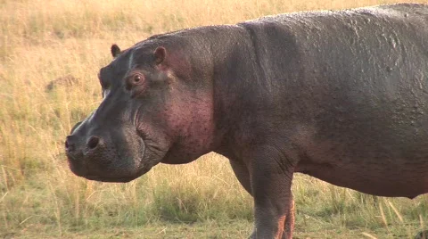 Hippo in field4 Stock Footage 478724