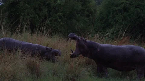 Hippo fight in the grass, dark evening in the nature. Wildlife Botswana, hippos  Stock Footage 223345606