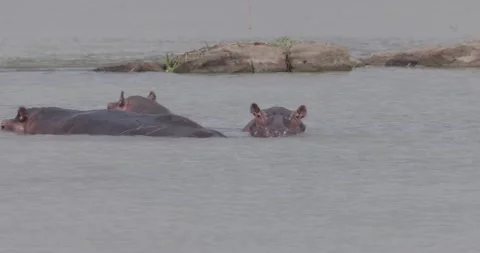 Hippo Fighting in water Stock Footage 168324050