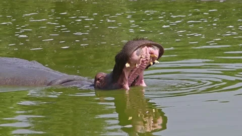 Hippo Floating in Swamp Water Opens Its Mouth Stock Footage 176146365