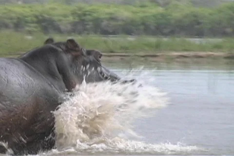 Hippo Stock Footage 96662